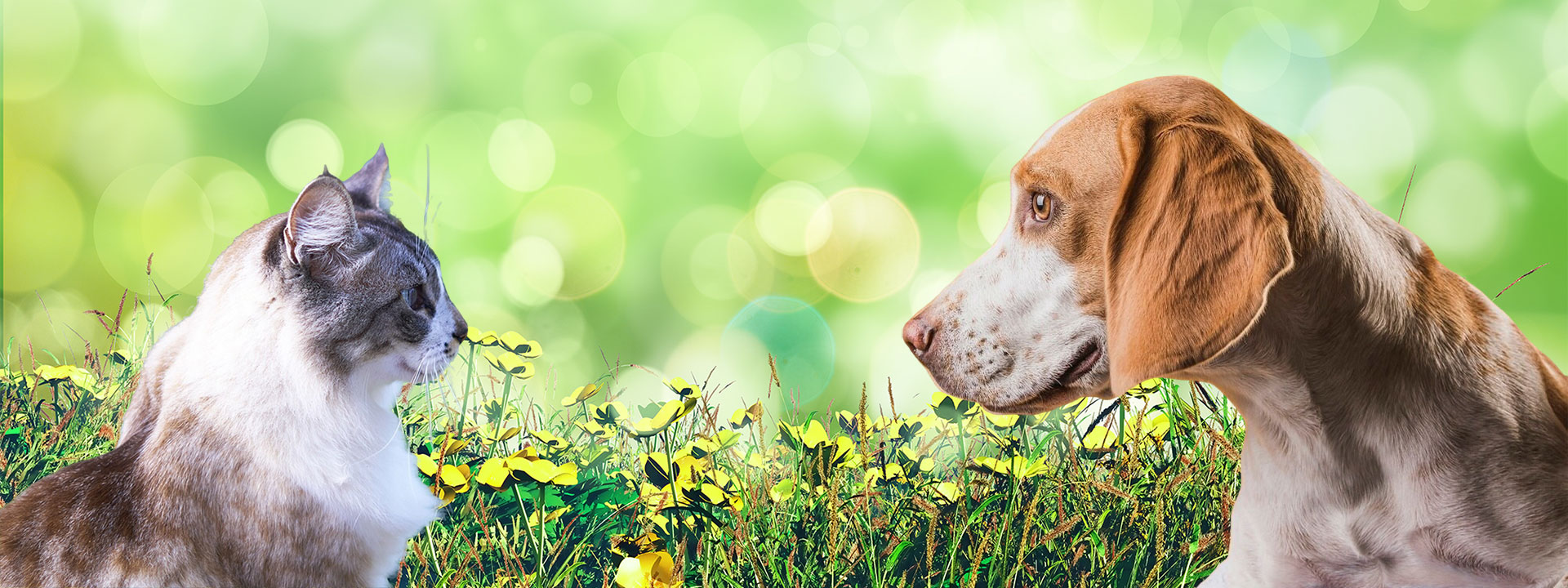 提供全面而尊重寵物生命的服務